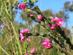 Boronia serrulata