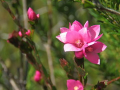Boronia serrulata