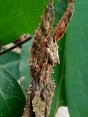 Hesperophasma