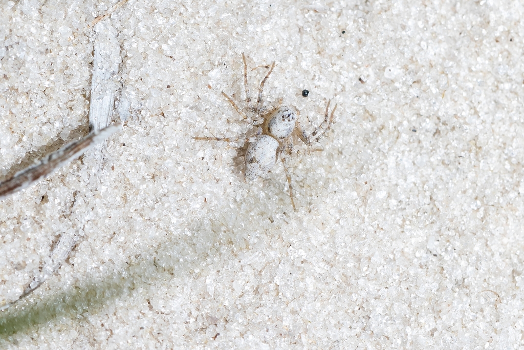 Oxyopes apollo