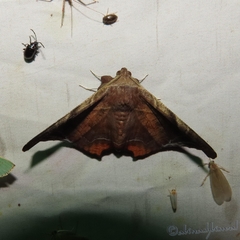 Episparis tortuosalis