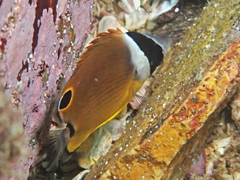 Chaetodon auripes