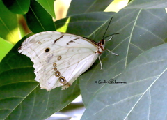 Morpho polyphemus polyphemus