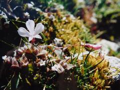 Lobelia linnaeoides