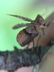 Danepteryx
