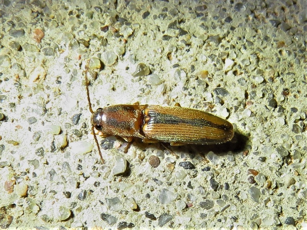 Monocrepidius from Matador Wildlife Management Area, Cottle County, TX ...