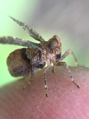 Danepteryx