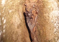 Ornithoctoninae