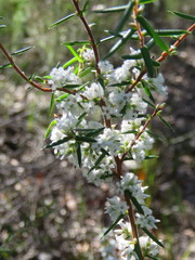 Styphelia setigera