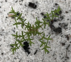 Paronychia chartacea chartacea