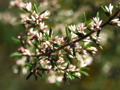 Styphelia setigera