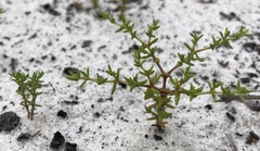 Paronychia chartacea chartacea