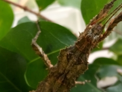 Hesperophasma