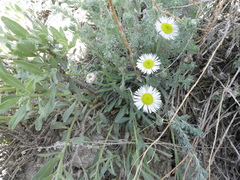 Erigeron caespitosus