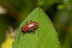 Disonycha conjugata