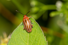 Disonycha conjugata