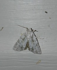 Acronicta retardata
