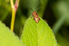 Disonycha conjugata