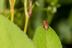 Disonycha conjugata