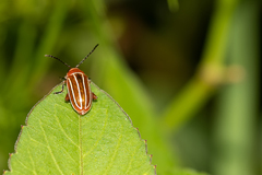 Disonycha conjugata