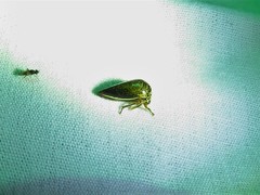 Stictopelta marmorata