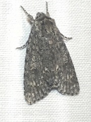 Acronicta impleta