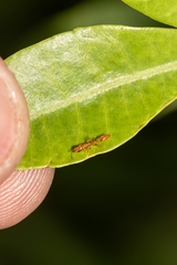 Pseudomyrmex pallidus