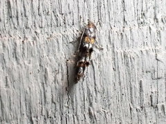 Mompha raschkiella