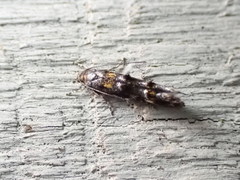 Mompha raschkiella