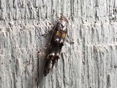 Mompha raschkiella