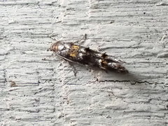 Mompha raschkiella