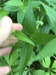 Marshallia trinervia