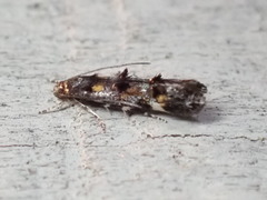 Mompha raschkiella
