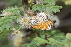 Chlosyne coronado coronado