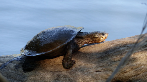 Southern Snapping Turtle