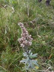 Pterocaulon balansae