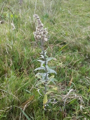 Pterocaulon balansae