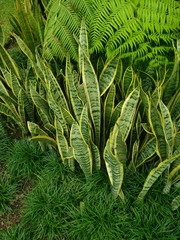 Sansevieria trifasciata