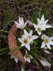 Ipheion sessile