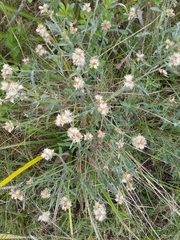 Baccharis spicata