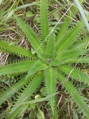 Eryngium serra