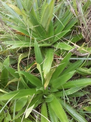 Eryngium serra