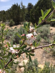 Peraphyllum ramosissimum