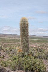 Trichocereus bertramianus