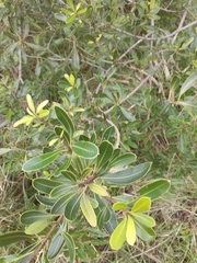 Lithraea brasiliensis