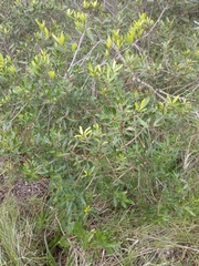 Lithraea brasiliensis