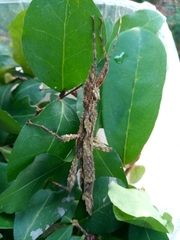 Hesperophasma
