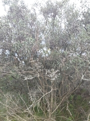 Colletia paradoxa