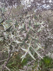 Colletia paradoxa