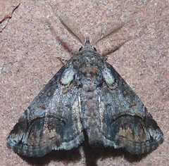 Paectes abrostolella